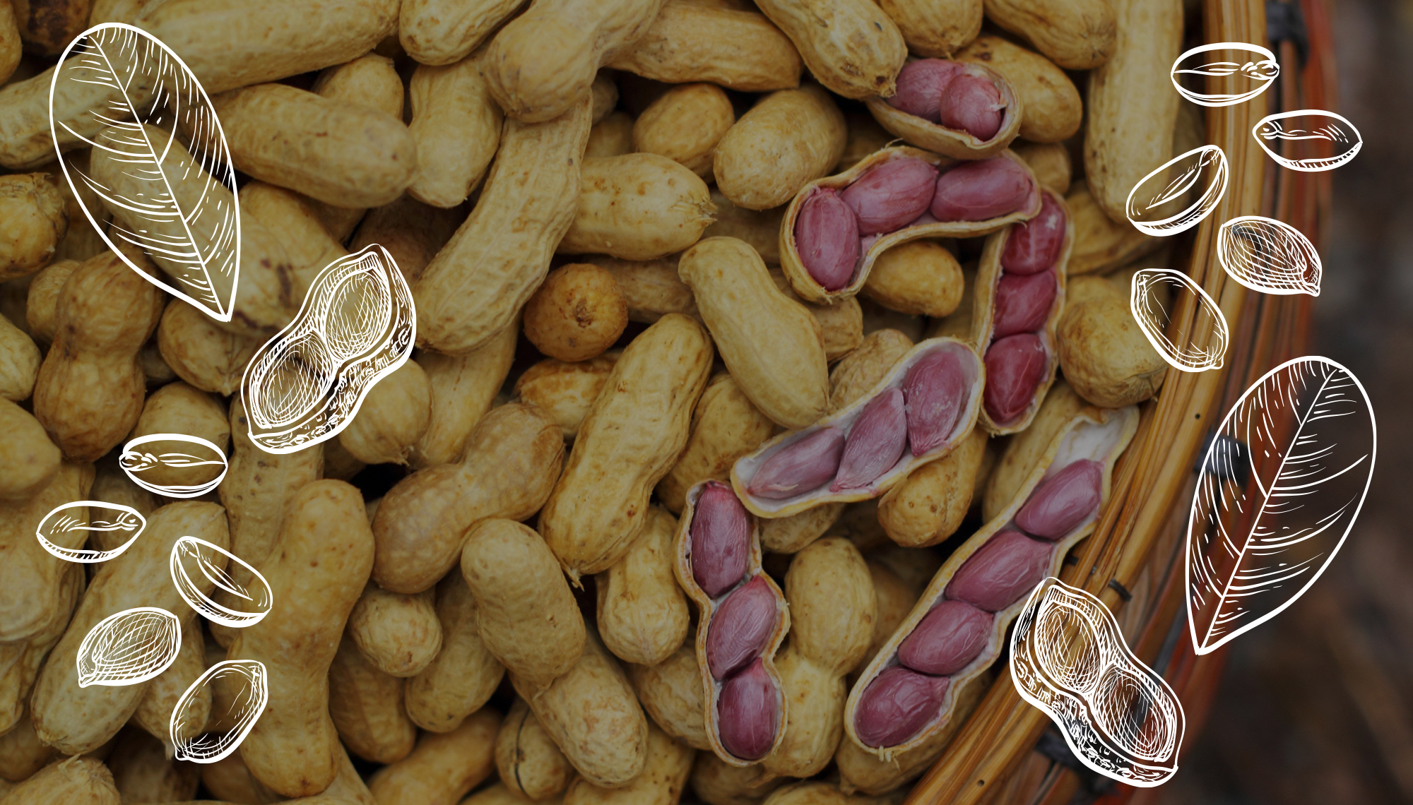 Wholesale & Fundraising Sell The Best Tasting Virginia Peanuts